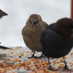 Vogels eten zaad in winter, Oudersvannature.nl