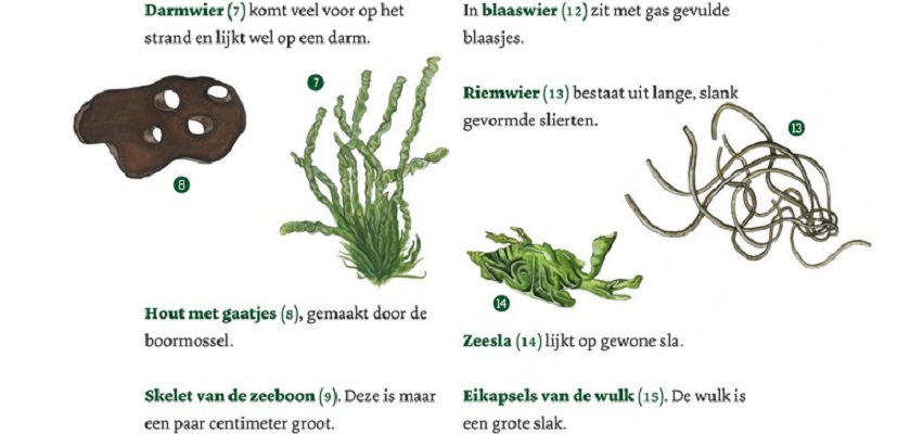 In het boek Alle kinderen naar buiten staan veel zoekkaarten zoals deze voor wieren